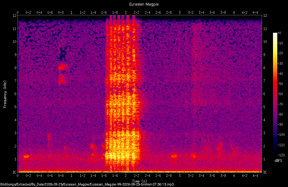 Spectrogram of a Eurasian Magpie recorded at 07:36:13