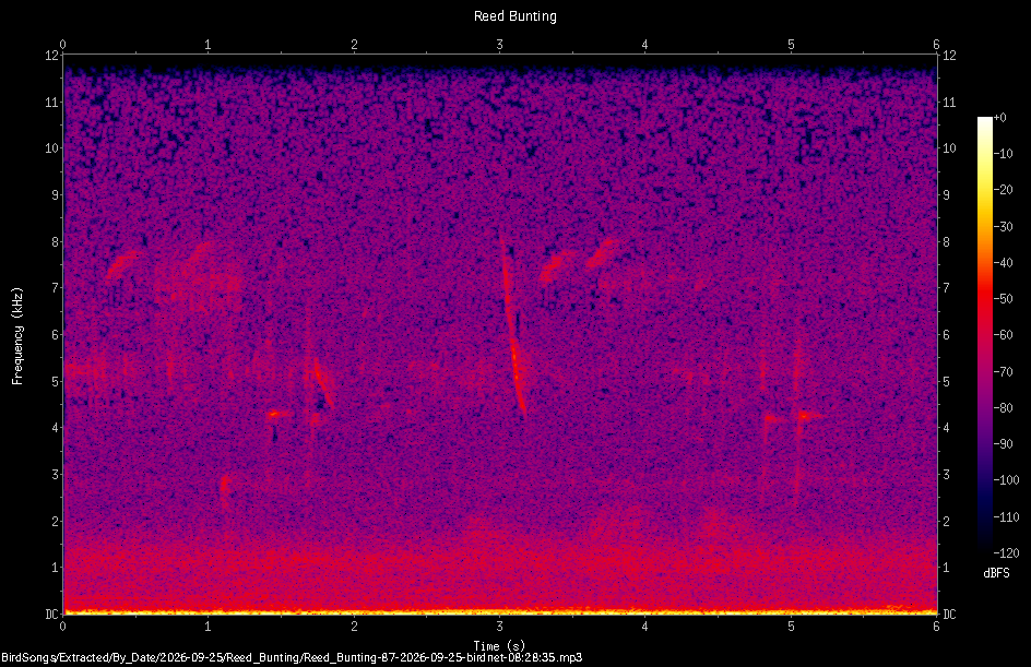 Spectrogram of a Reed Bunting recorded at 08:28:35