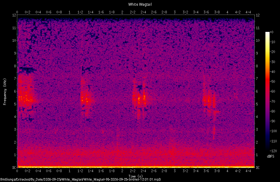 Spectrogram of a White Wagtail recorded at 12:01:01