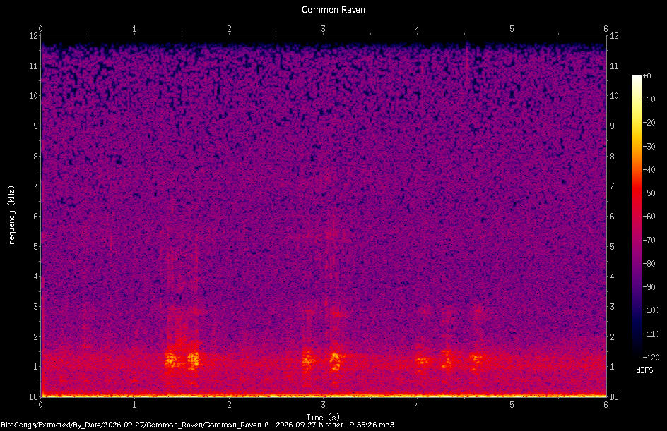 Spectrogram of a Common Raven recorded at 19:35:26