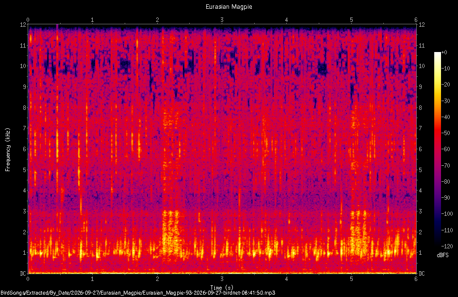 Spectrogram of a Eurasian Magpie recorded at 08:41:50