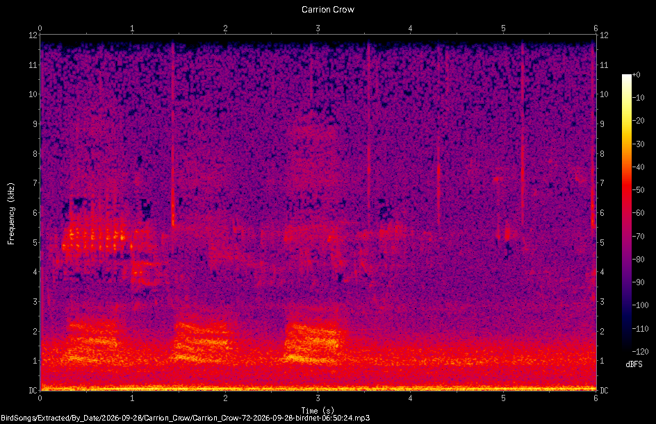 Spectrogram of a Carrion Crow recorded at 06:50:24