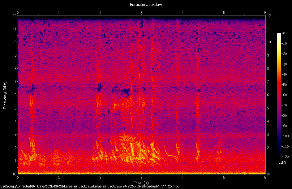 Spectrogram of a Eurasian Jackdaw recorded at 17:11:25