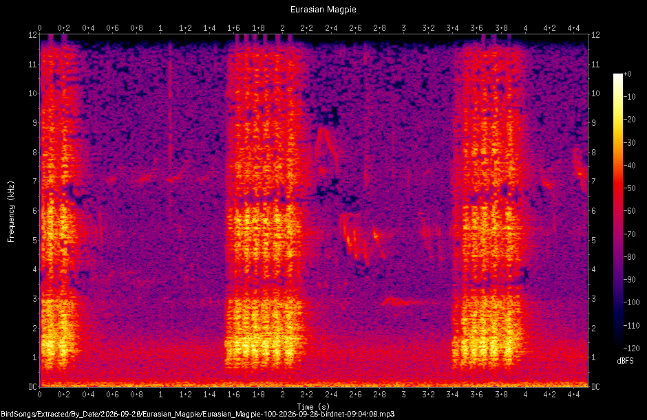 Spectrogram of a Eurasian Magpie recorded at 09:04:08