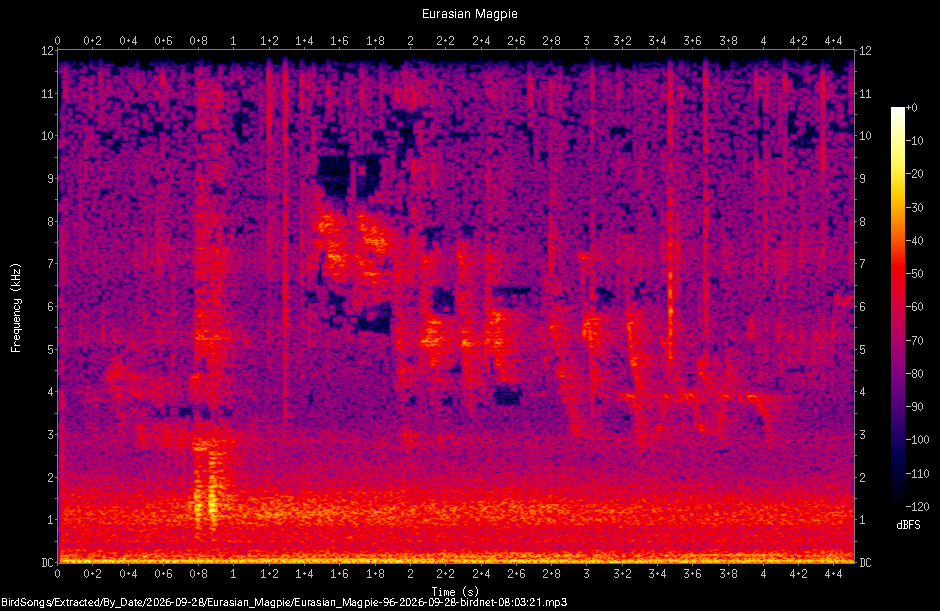 Spectrogram of a Eurasian Magpie recorded at 08:03:21