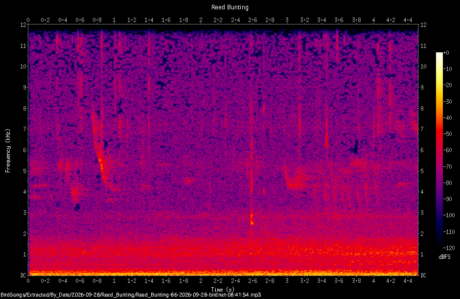 Spectrogram of a Reed Bunting recorded at 08:41:54