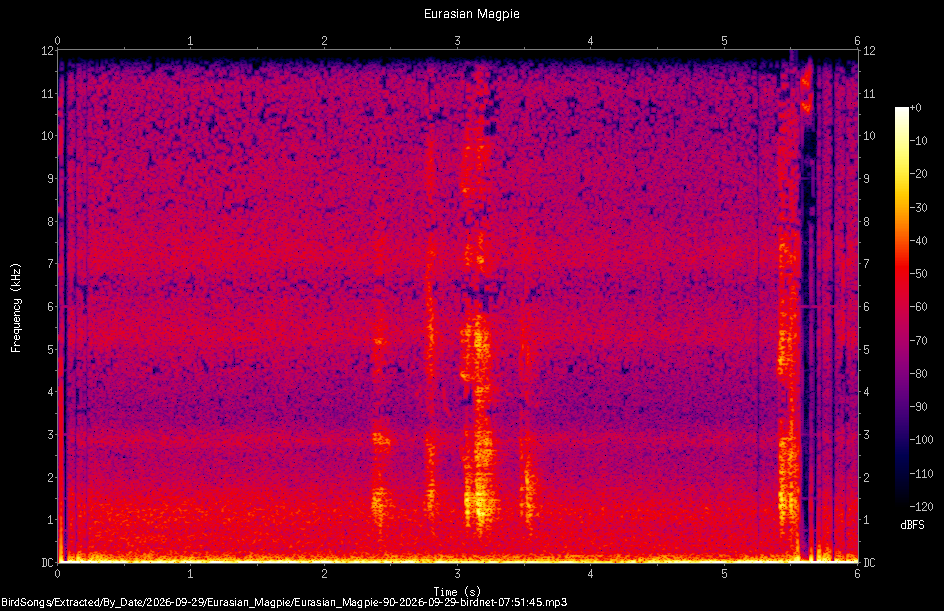 Spectrogram of a Eurasian Magpie recorded at 07:51:45