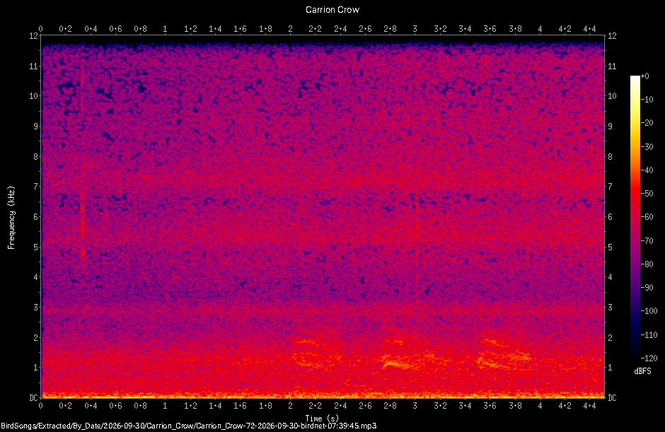Spectrogram of a Carrion Crow recorded at 07:39:45