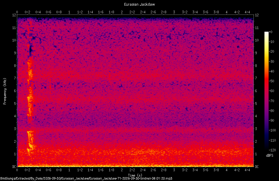 Spectrogram of a Eurasian Jackdaw recorded at 08:01:20