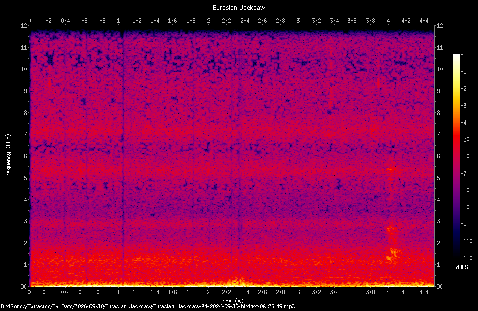 Spectrogram of a Eurasian Jackdaw recorded at 08:25:49