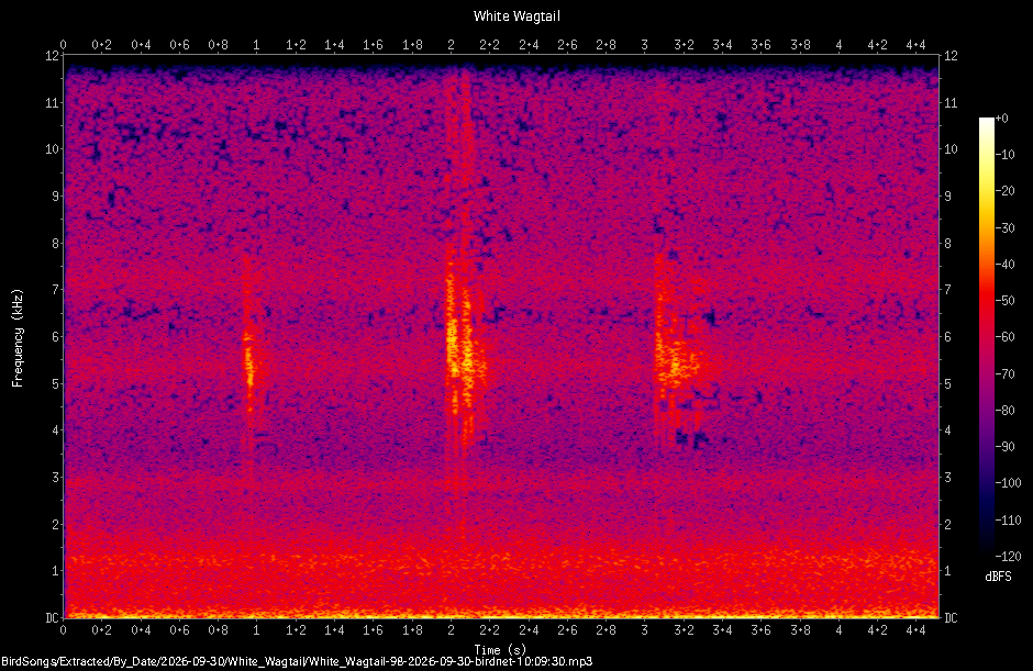 Spectrogram of a White Wagtail recorded at 10:09:30