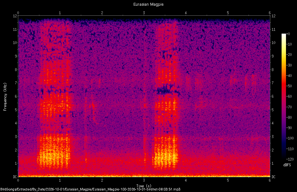 Spectrogram of a Eurasian Magpie recorded at 08:03:51