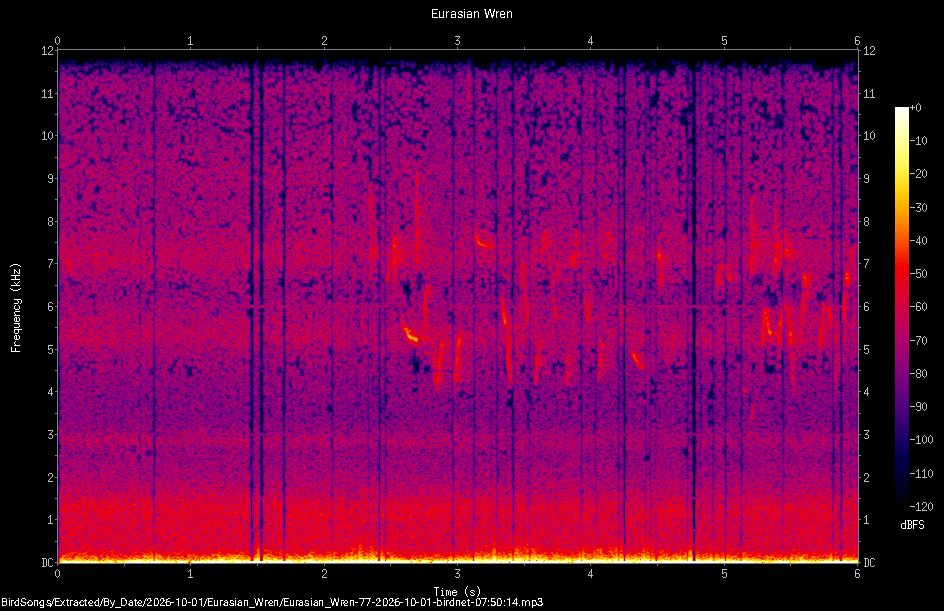 Spectrogram of a Eurasian Wren recorded at 07:50:14
