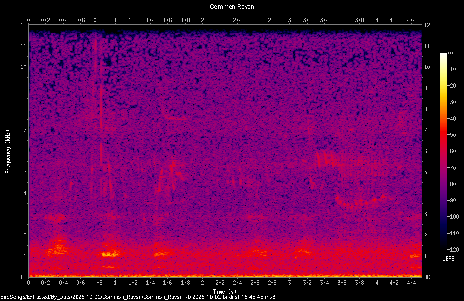 Spectrogram of a Common Raven recorded at 16:45:45