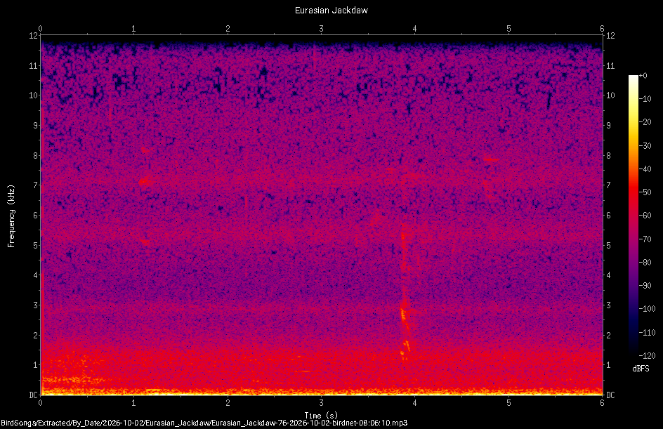 Spectrogram of a Eurasian Jackdaw recorded at 08:06:10