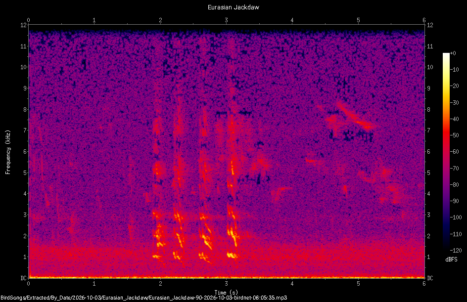 Spectrogram of a Eurasian Jackdaw recorded at 08:05:35