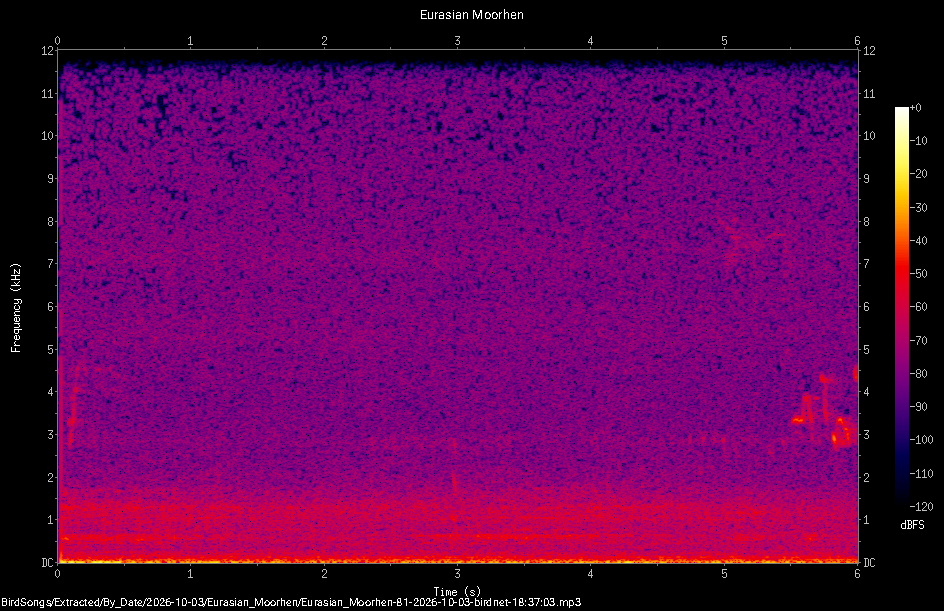 Spectrogram of a Eurasian Moorhen recorded at 18:37:03