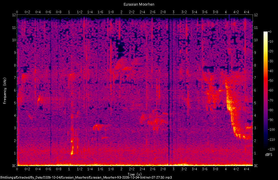 Spectrogram of a Eurasian Moorhen recorded at 07:27:30
