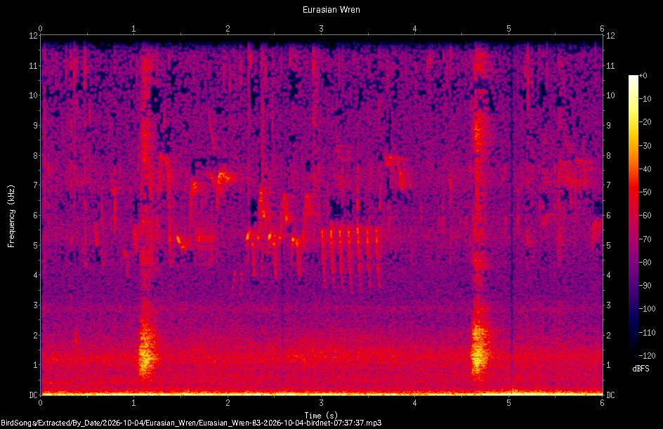 Spectrogram of a Eurasian Wren recorded at 07:37:37