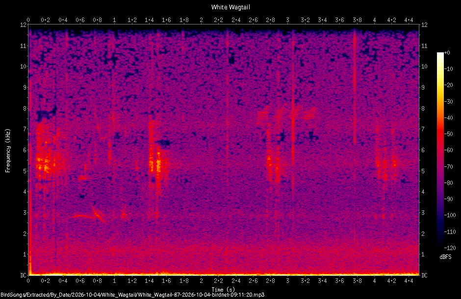 Spectrogram of a White Wagtail recorded at 09:11:20