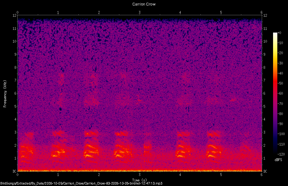 Spectrogram of a Carrion Crow recorded at 12:47:13