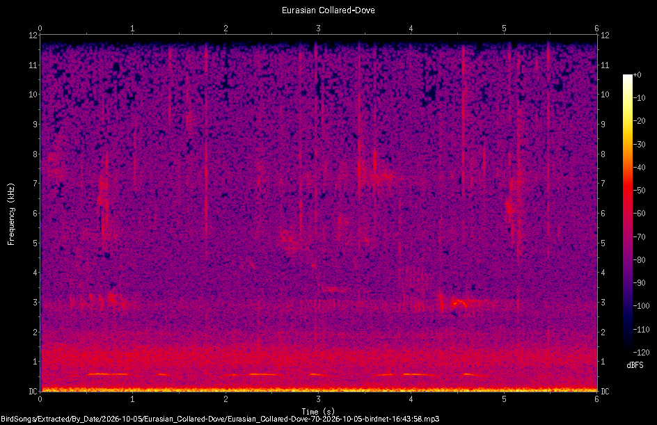 Spectrogram of a Eurasian Collared-Dove recorded at 16:43:58