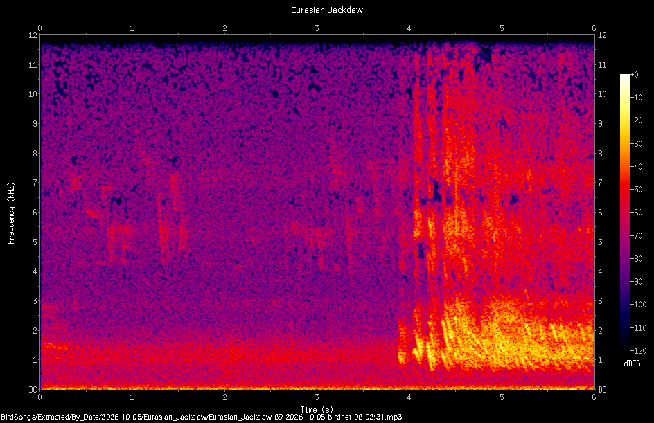 Spectrogram of a Eurasian Jackdaw recorded at 08:02:31