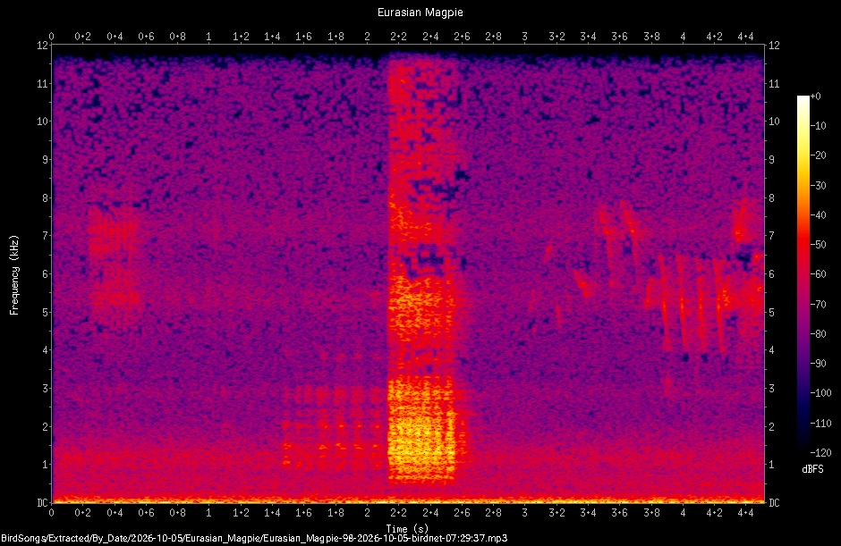 Spectrogram of a Eurasian Magpie recorded at 07:29:37