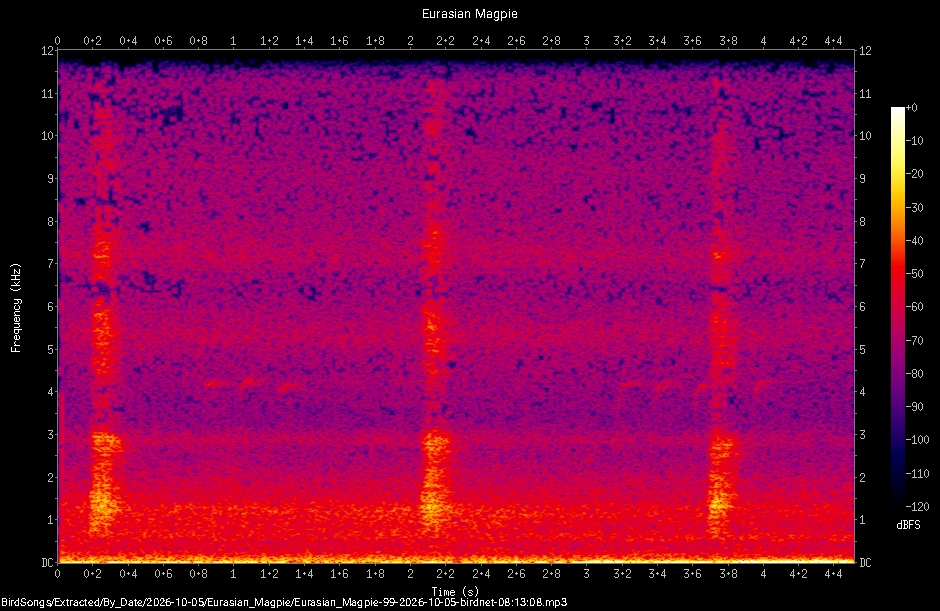 Spectrogram of a Eurasian Magpie recorded at 08:13:08