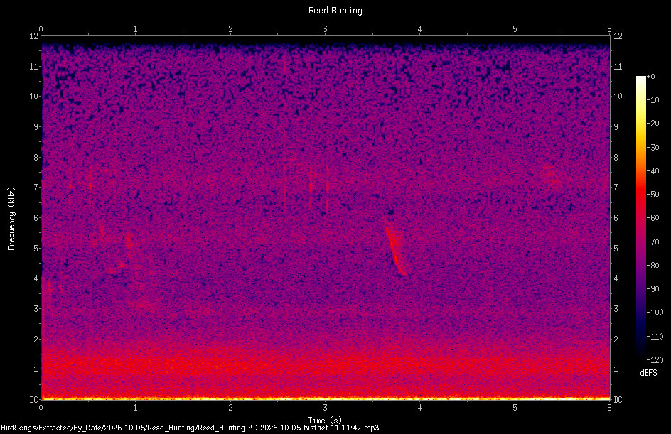 Spectrogram of a Reed Bunting recorded at 11:11:47