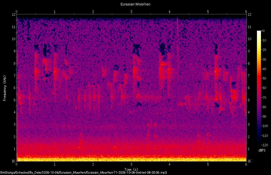 Spectrogram of a Eurasian Moorhen recorded at 08:00:06