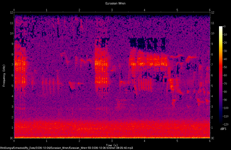 Spectrogram of a Eurasian Wren recorded at 08:05:40