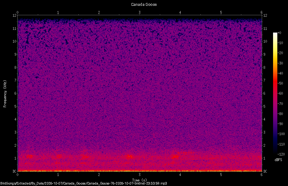 Spectrogram of a Canada Goose recorded at 23:33:59