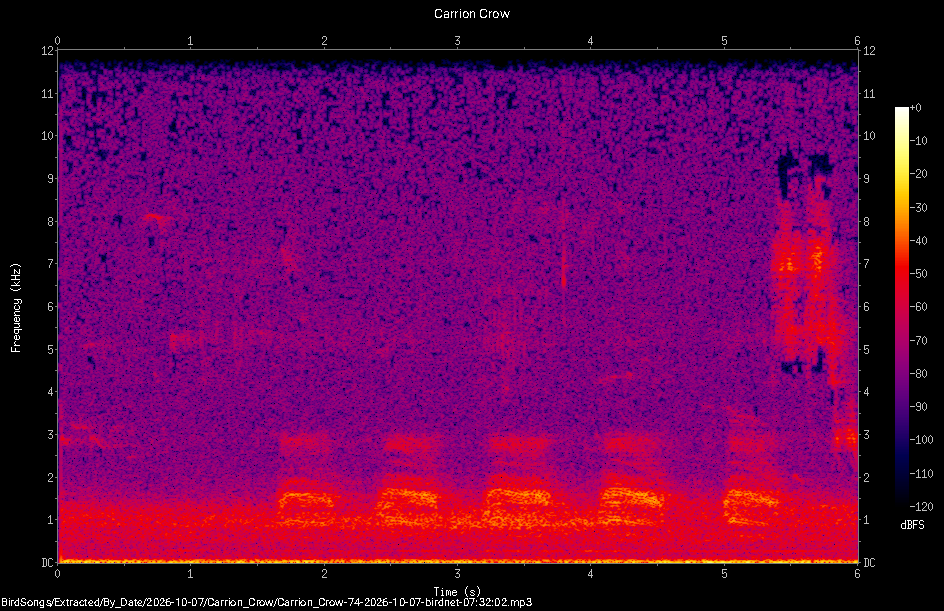 Spectrogram of a Carrion Crow recorded at 07:32:02
