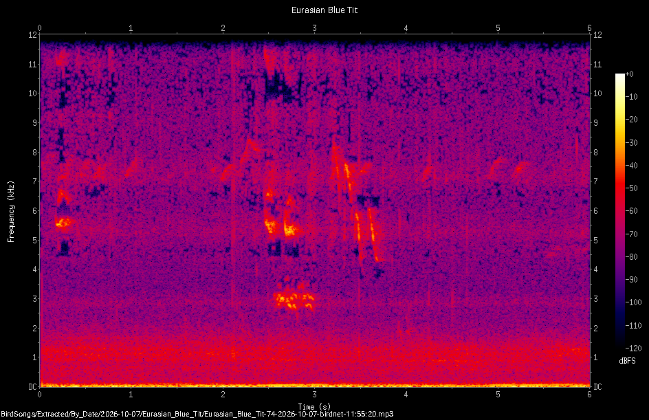 Spectrogram of a Eurasian Blue Tit recorded at 11:55:20