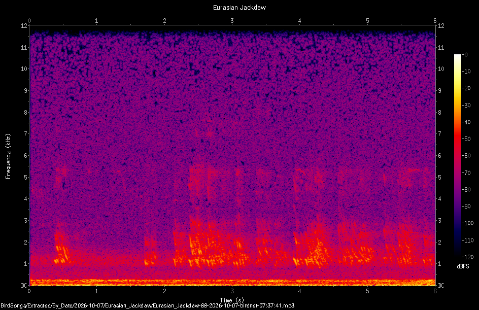 Spectrogram of a Eurasian Jackdaw recorded at 07:37:41