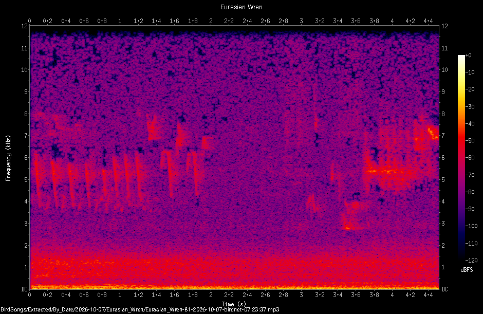 Spectrogram of a Eurasian Wren recorded at 07:23:37