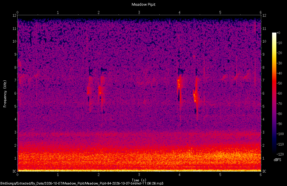 Spectrogram of a Meadow Pipit recorded at 11:08:28