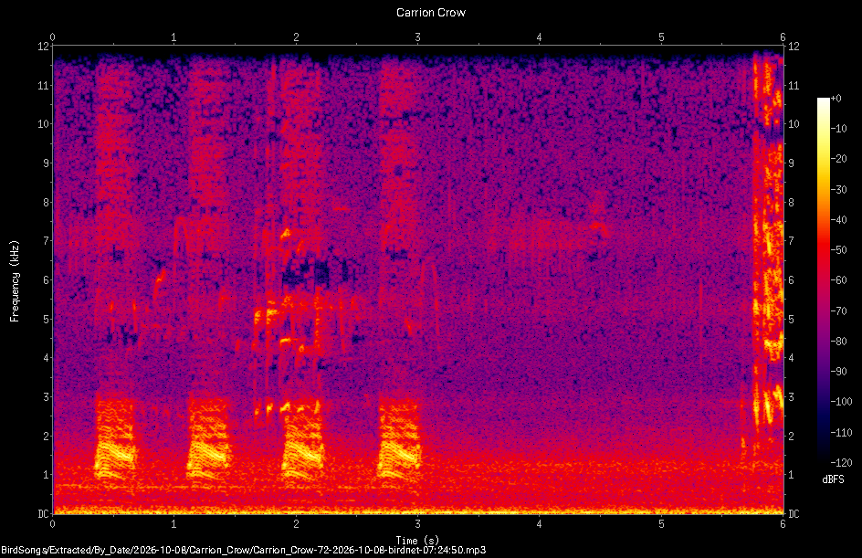 Spectrogram of a Carrion Crow recorded at 07:24:50