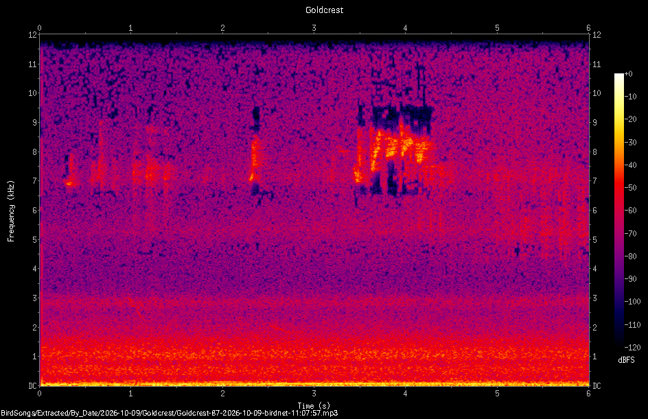 Spectrogram of a Goldcrest recorded at 11:07:57