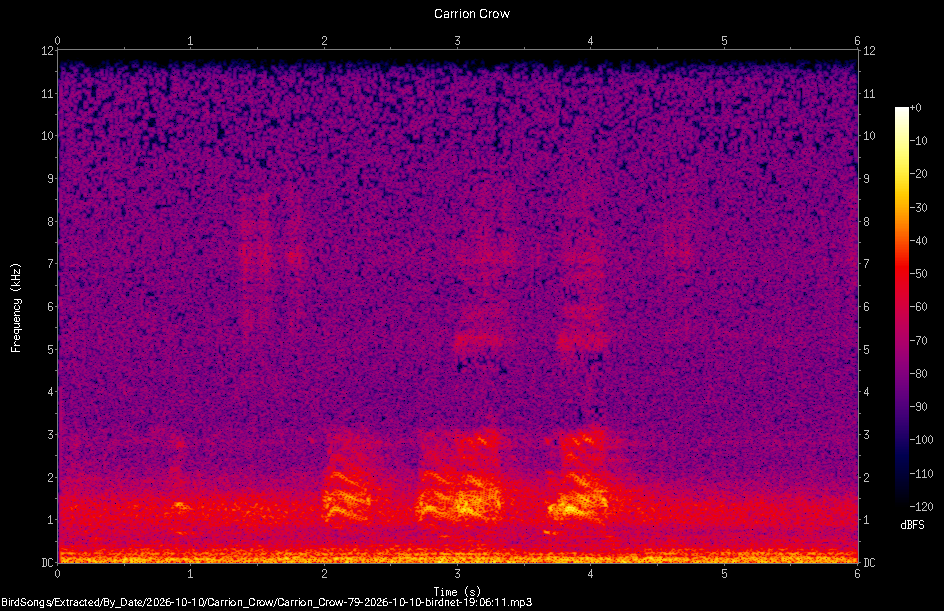 Spectrogram of a Carrion Crow recorded at 19:06:11