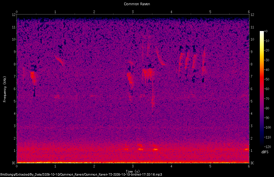 Spectrogram of a Common Raven recorded at 17:20:18