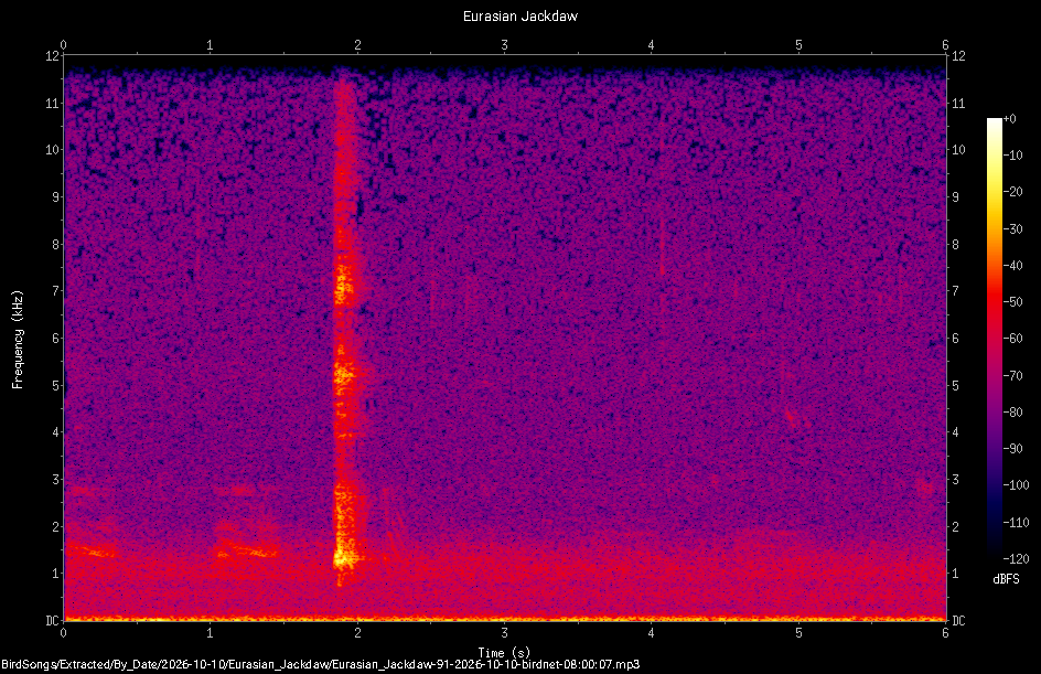 Spectrogram of a Eurasian Jackdaw recorded at 08:00:07