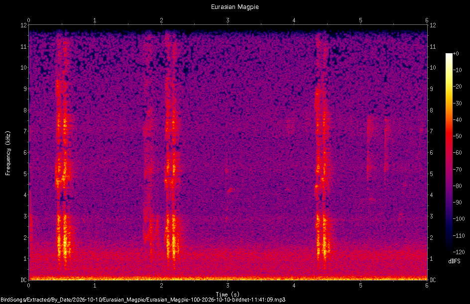 Spectrogram of a Eurasian Magpie recorded at 11:41:09