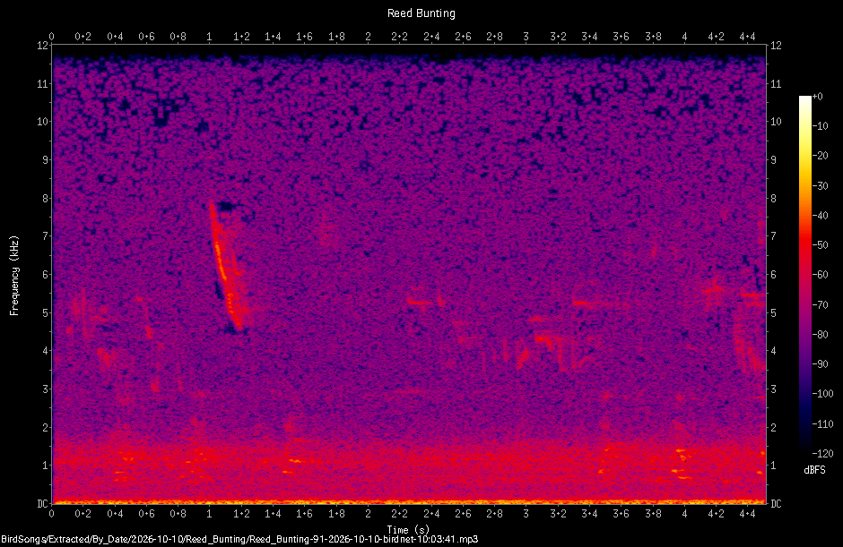 Spectrogram of a Reed Bunting recorded at 10:03:41