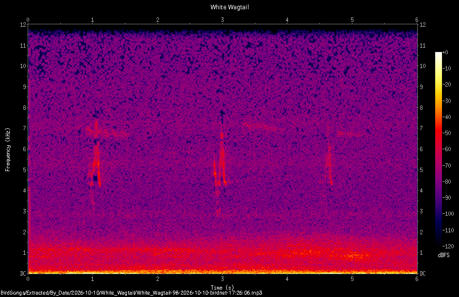 Spectrogram of a White Wagtail recorded at 17:26:06