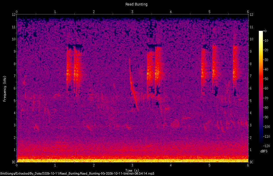 Spectrogram of a Reed Bunting recorded at 08:34:14