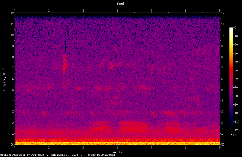 Spectrogram of a Rook recorded at 08:34:29