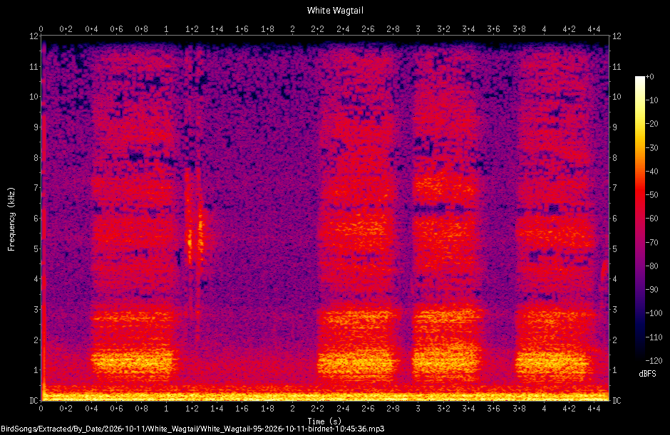 Spectrogram of a White Wagtail recorded at 10:45:36