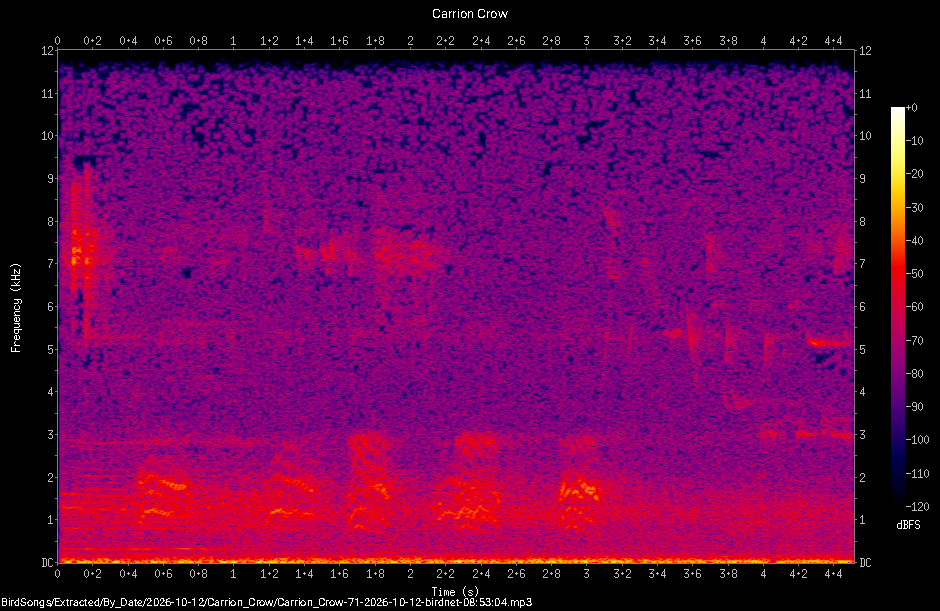 Spectrogram of a Carrion Crow recorded at 08:53:04